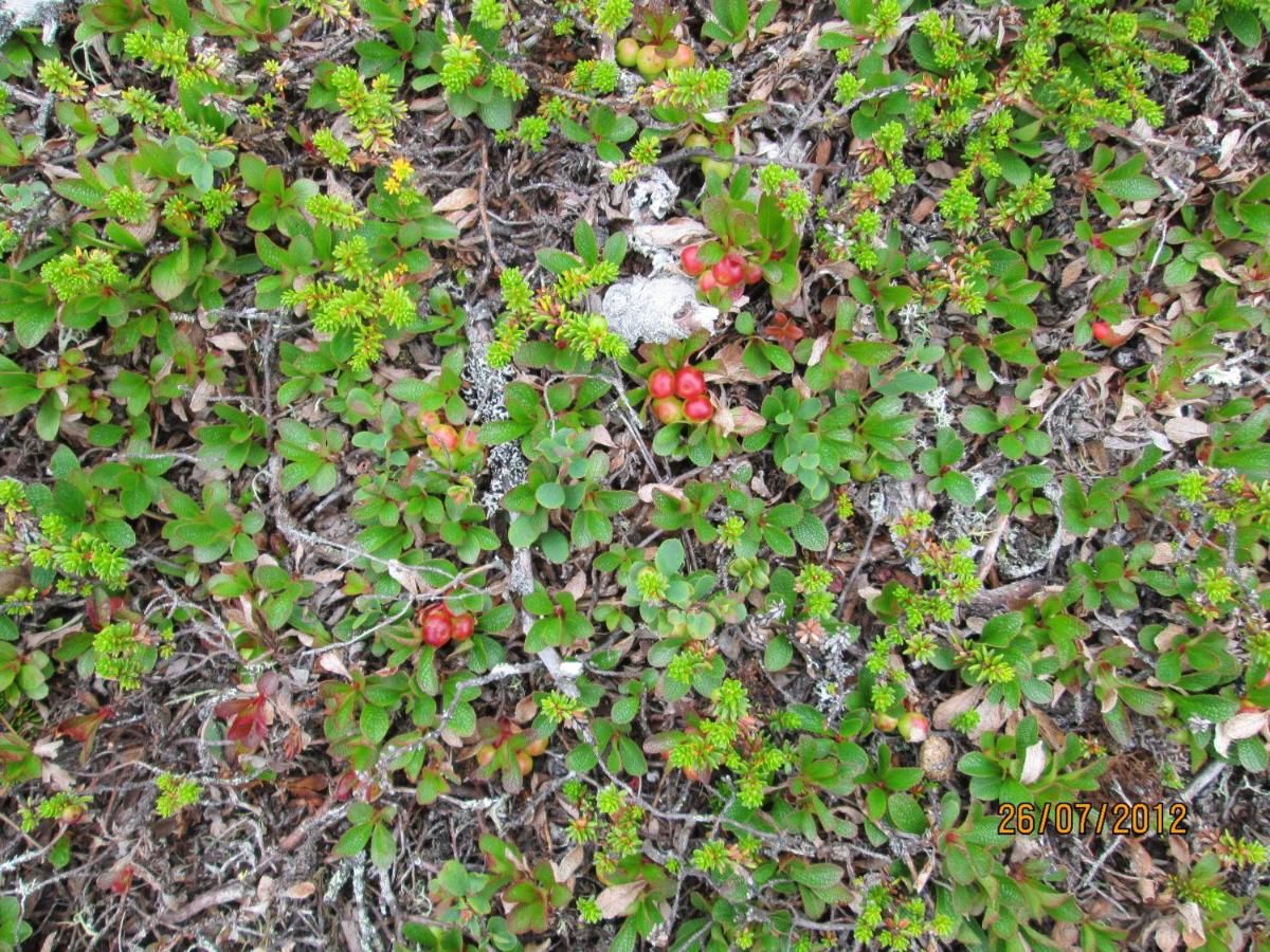 Шале Ranta Äärelä Vuotso-16